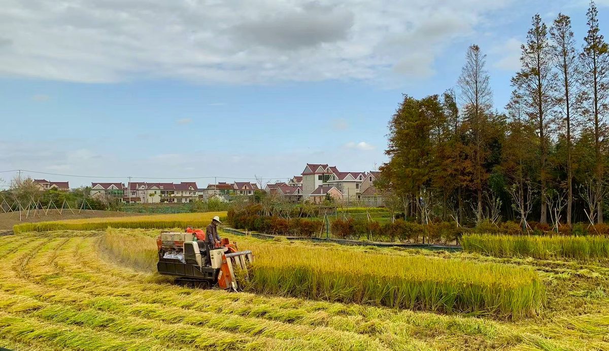 Embracing the tradition of Rice Harvesting in Shanghai